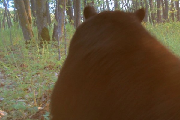 A bear in the woods